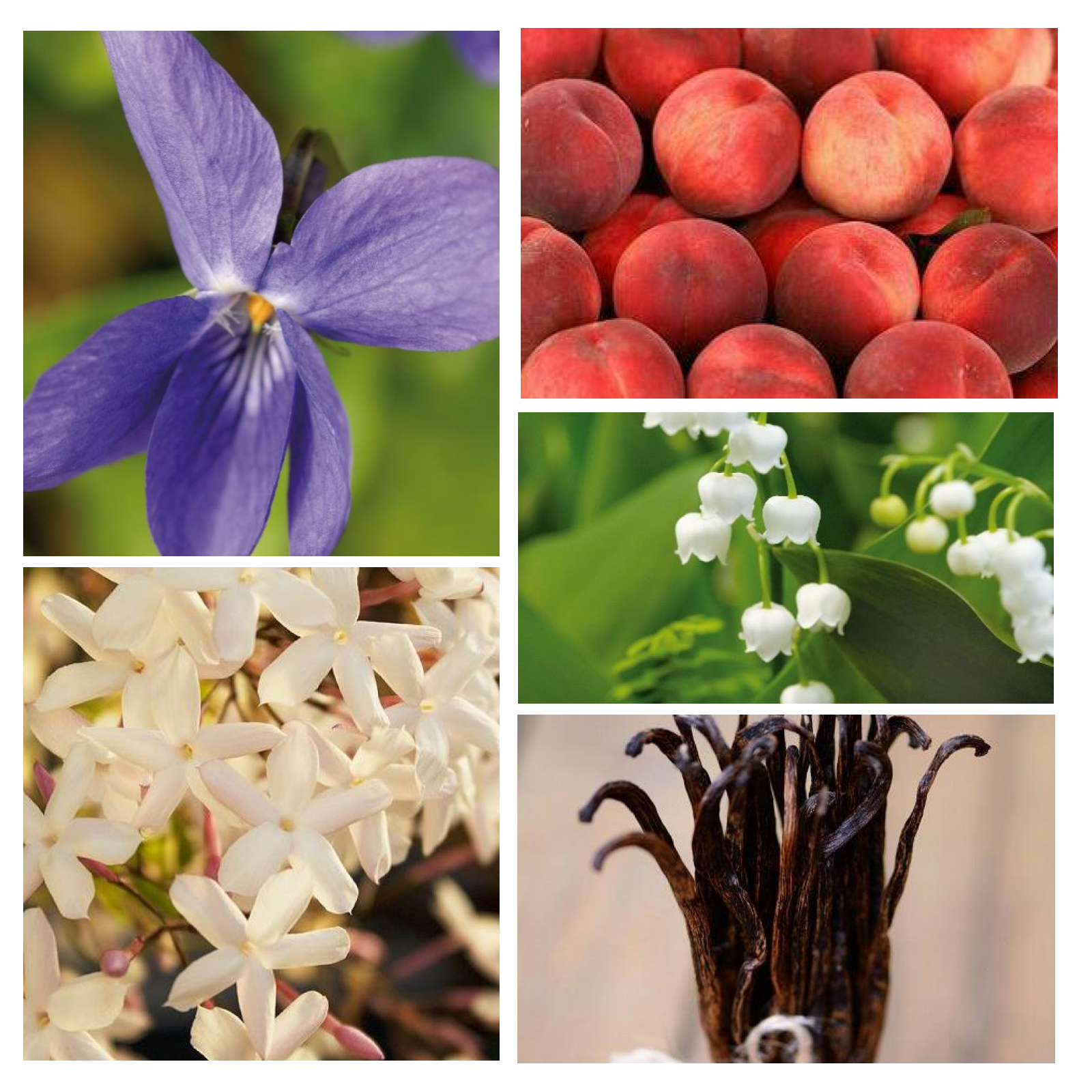 F2%20Florale%20alternative%20au%20parfum